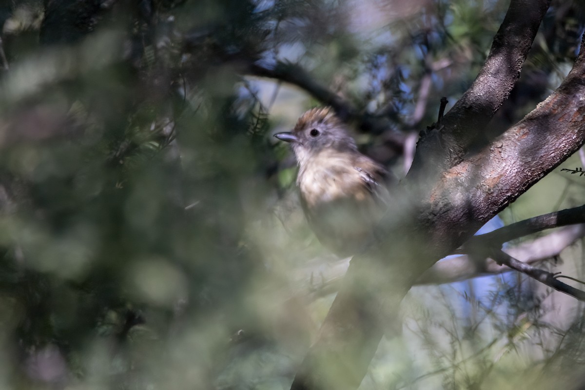 Variable Antshrike - ML617869116