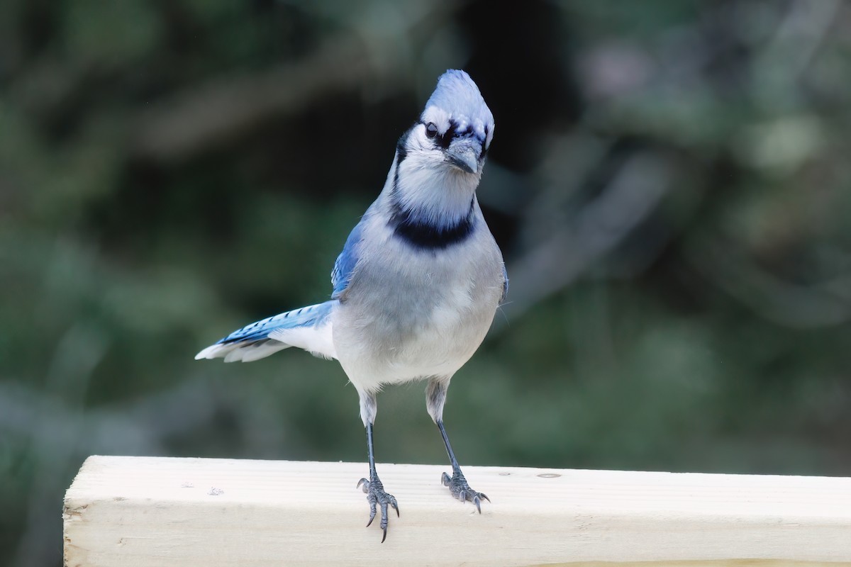 Blue Jay - ML617869135