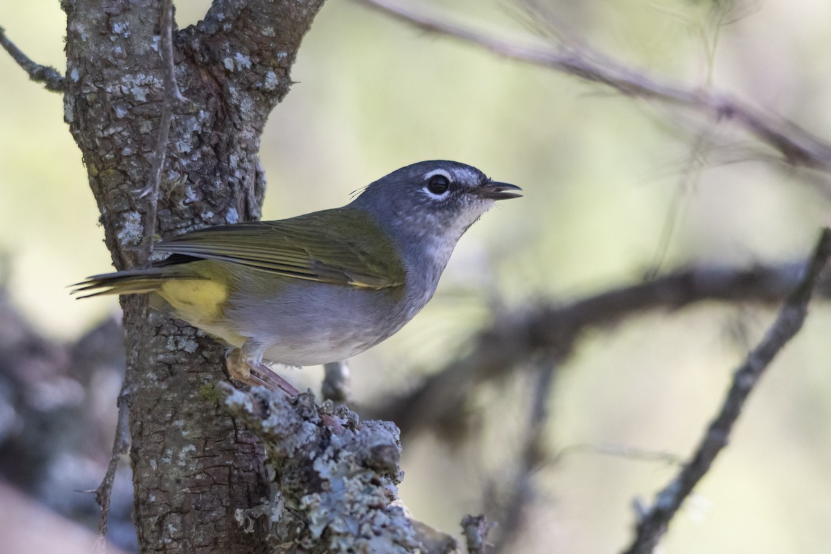 White-browed Warbler - Carlos Miranda