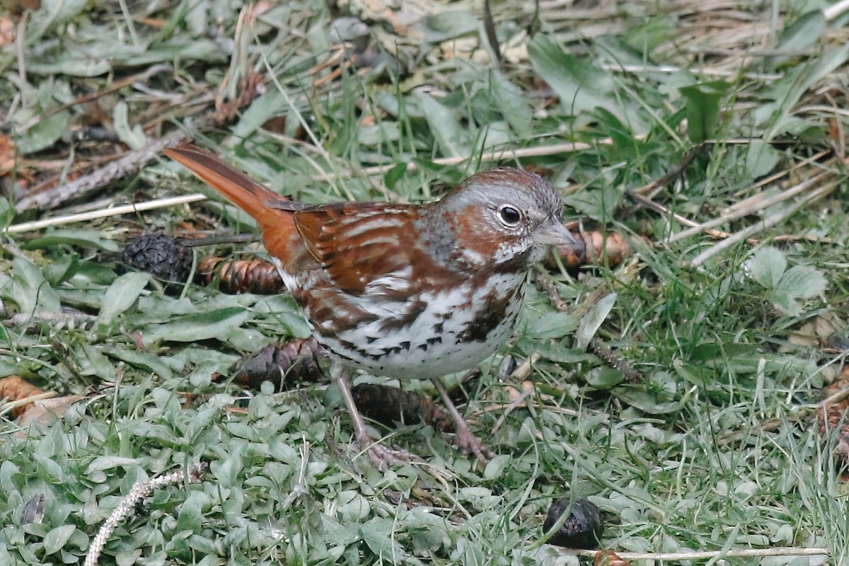 Fox Sparrow - ML617869161