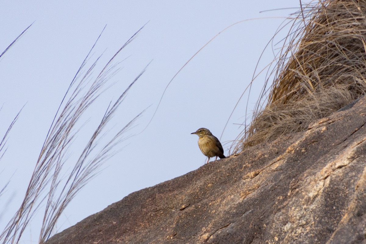 Long-billed Pipit - ML617869168