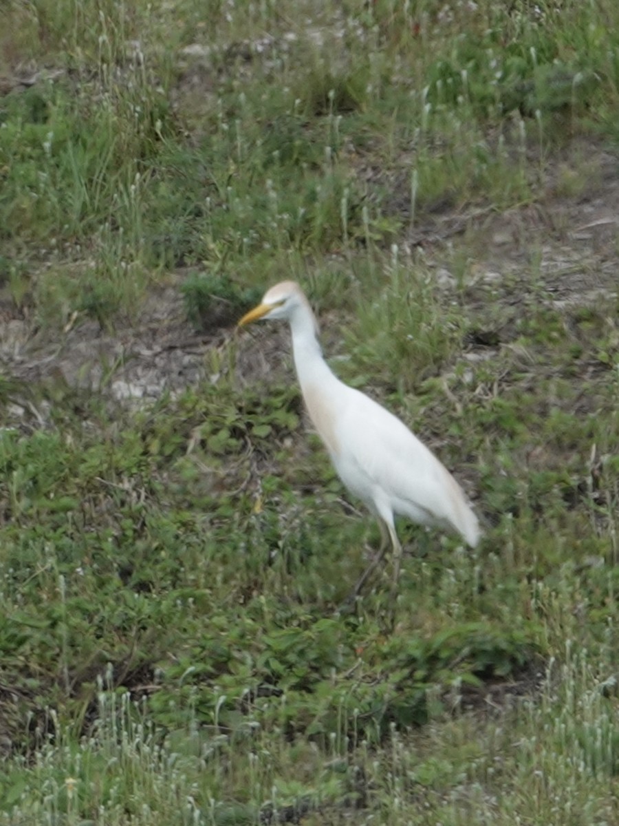 Western Cattle Egret - ML617869169