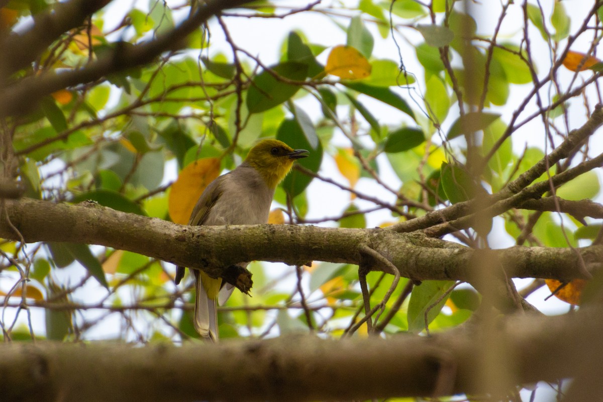 Yellow-throated Bulbul - Tarun Menon