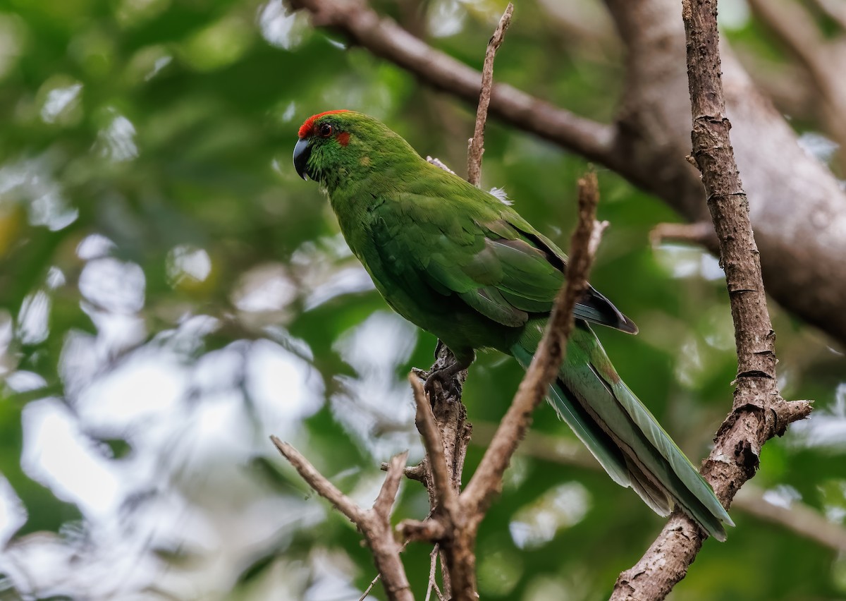 Norfolk Island Parakeet (Norfolk I.) - ML617869184