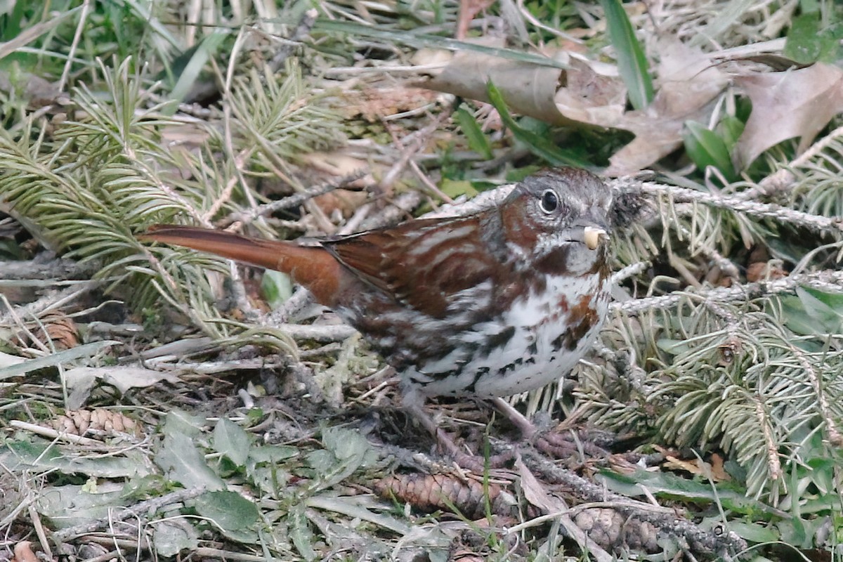 Fox Sparrow - Gary Jarvis