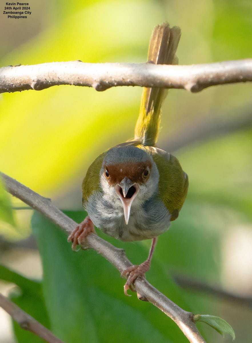 Kastanienstirn-Schneidervogel - ML617869217