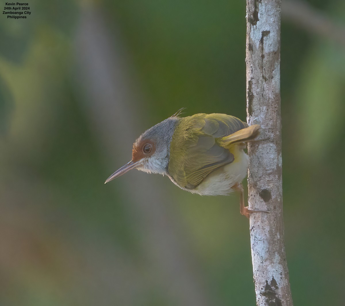 Kastanienstirn-Schneidervogel - ML617869218