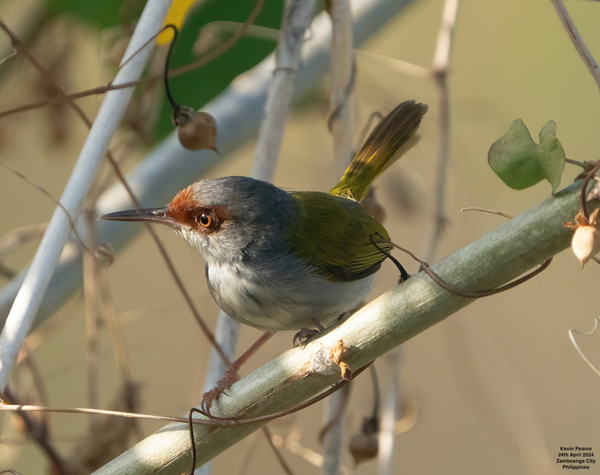 Kastanienstirn-Schneidervogel - ML617869221