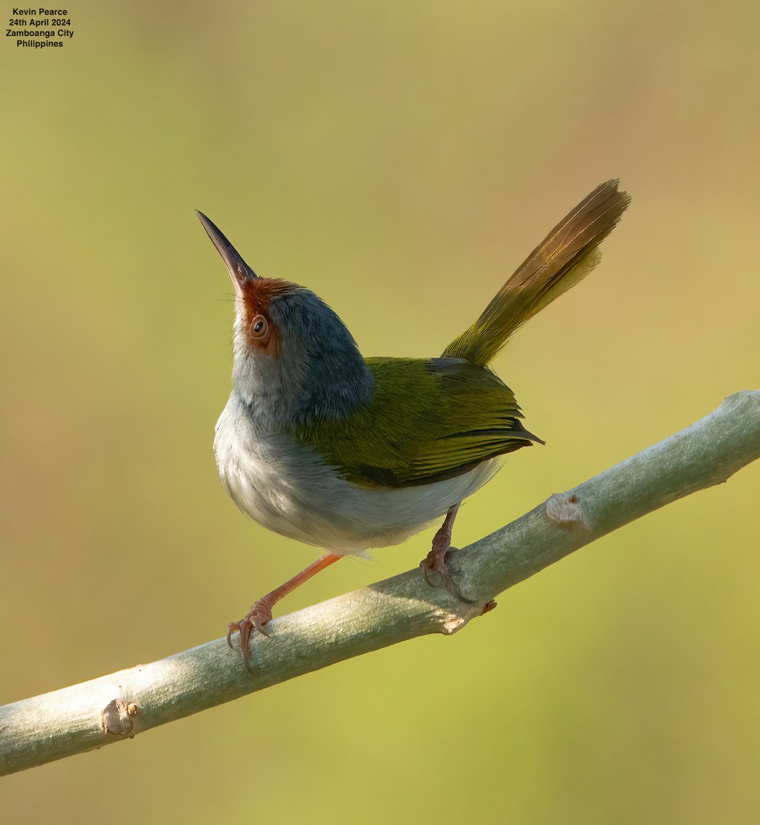 Kastanienstirn-Schneidervogel - ML617869222