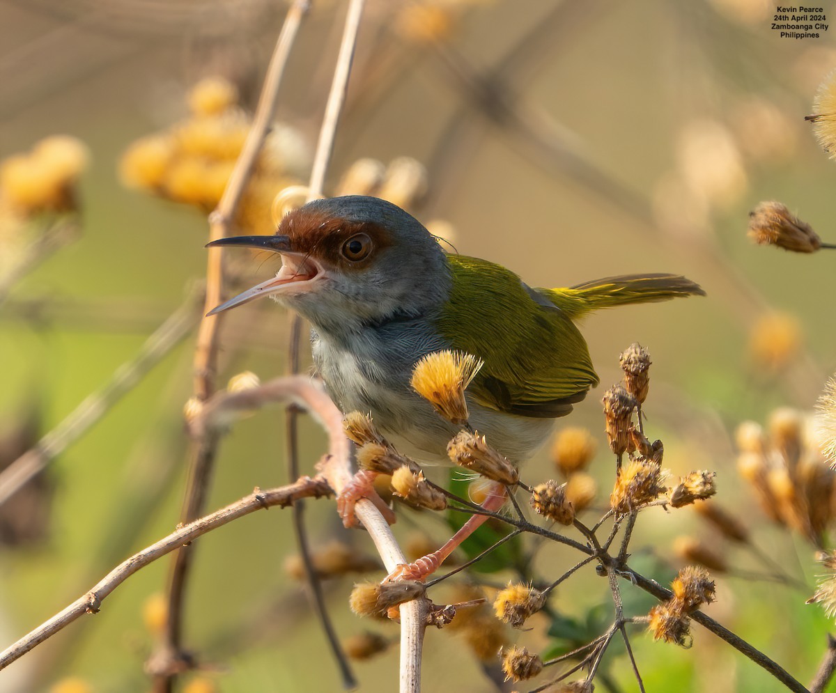 Kastanienstirn-Schneidervogel - ML617869230