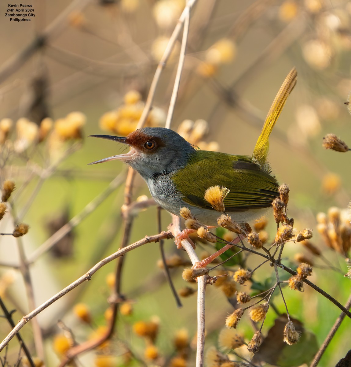 Rufous-fronted Tailorbird - ML617869235