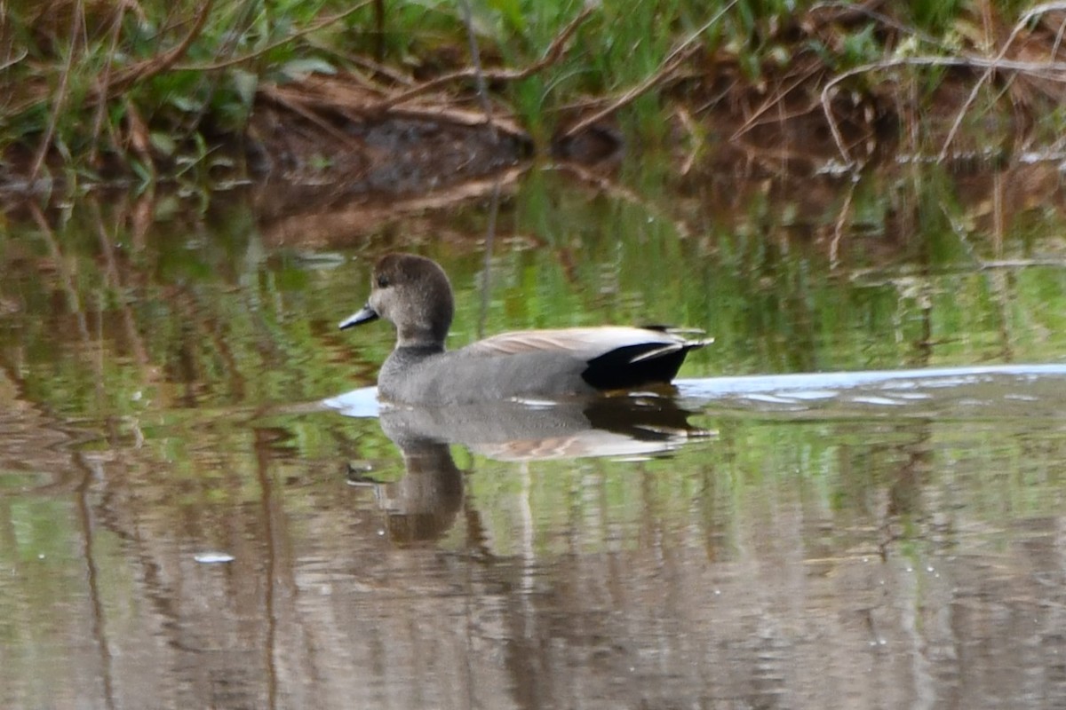 Gadwall - ML617869245