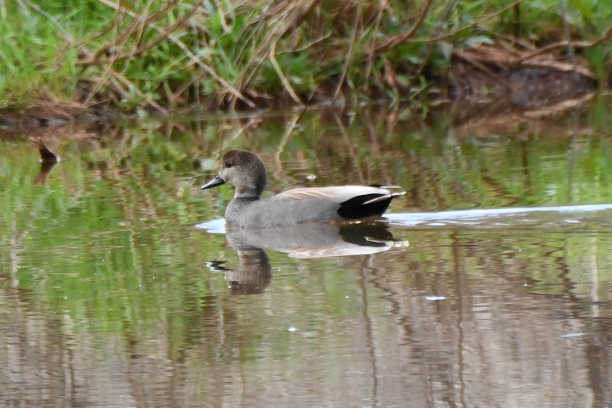 Gadwall - ML617869247