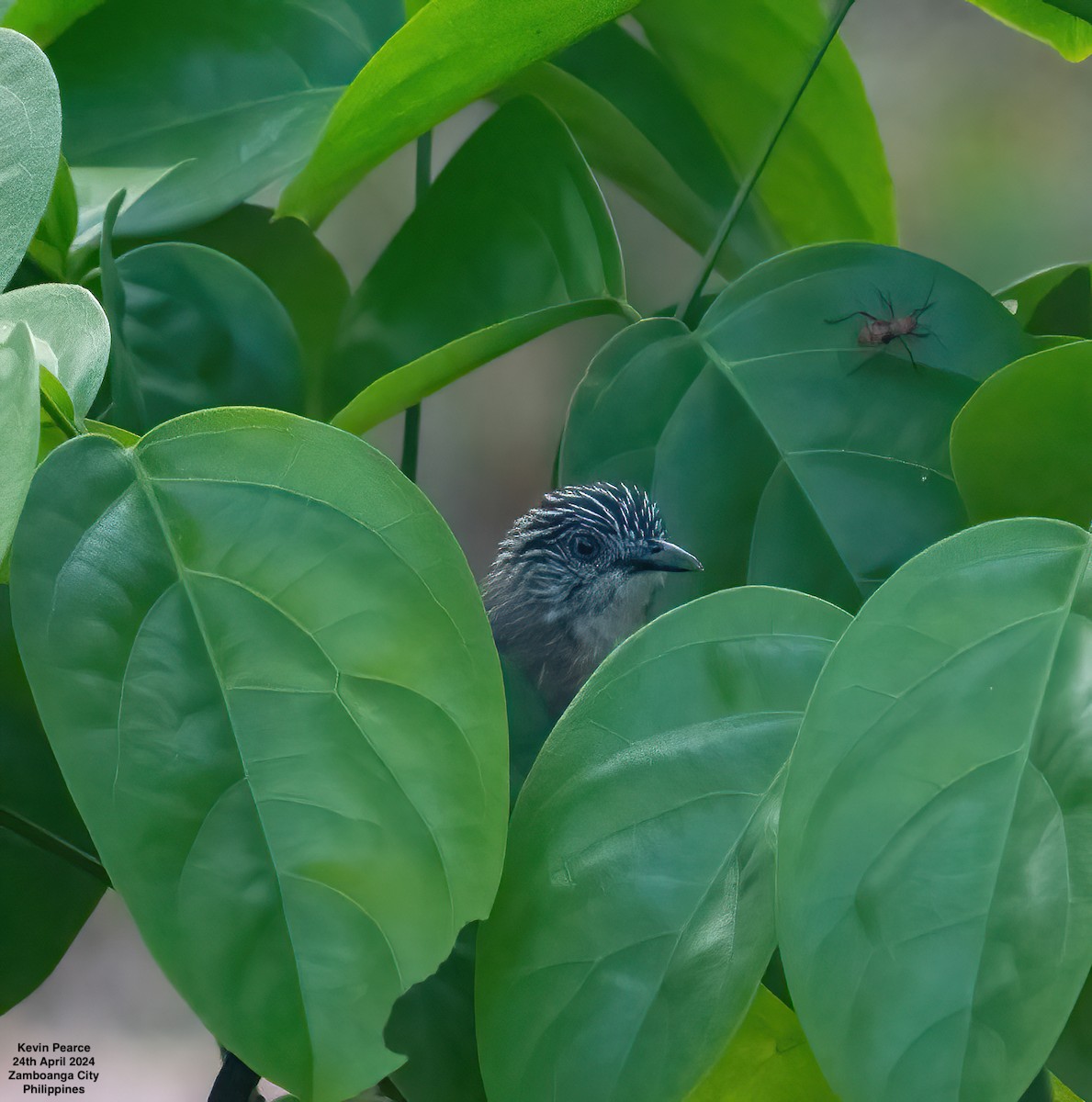 Brown Tit-Babbler - ML617869264