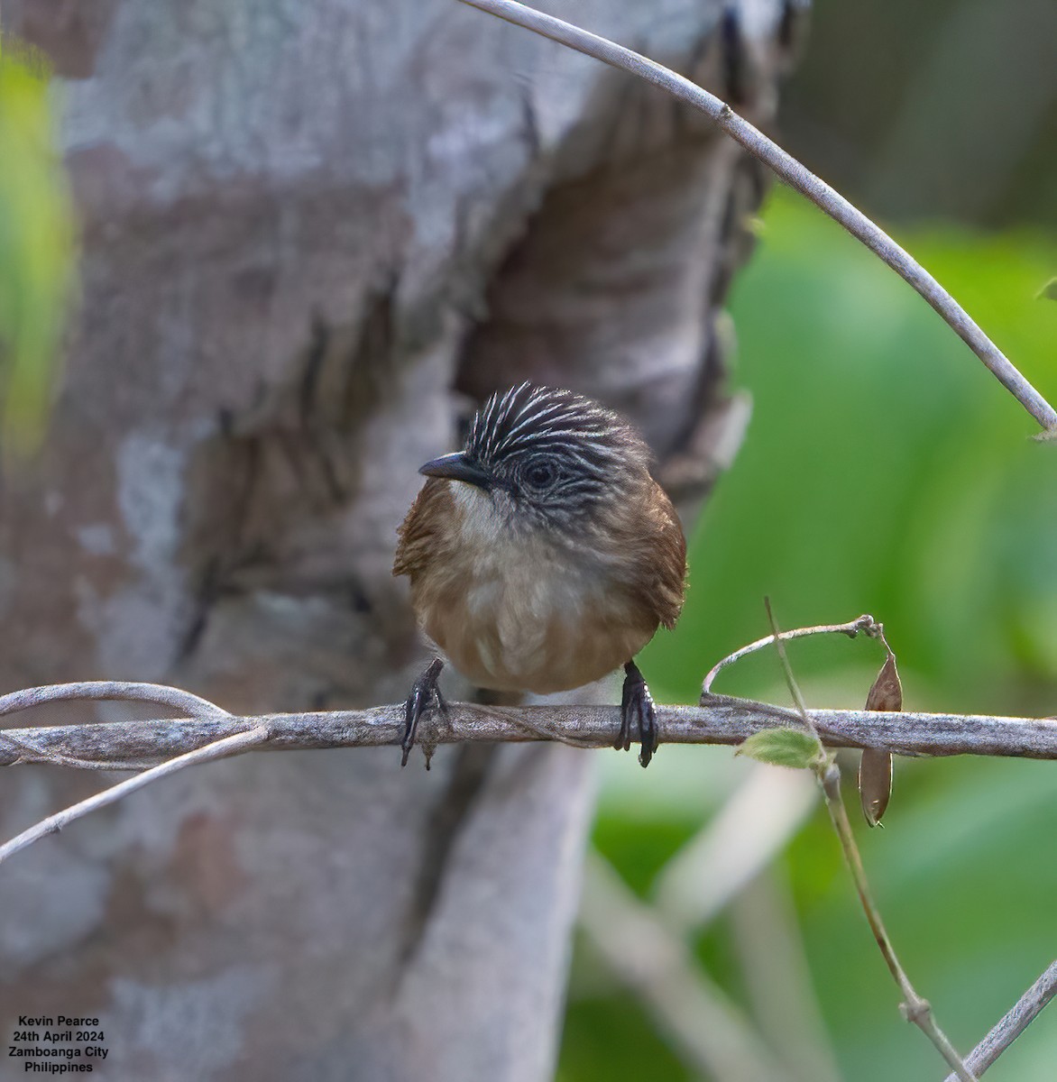 Brown Tit-Babbler - ML617869265