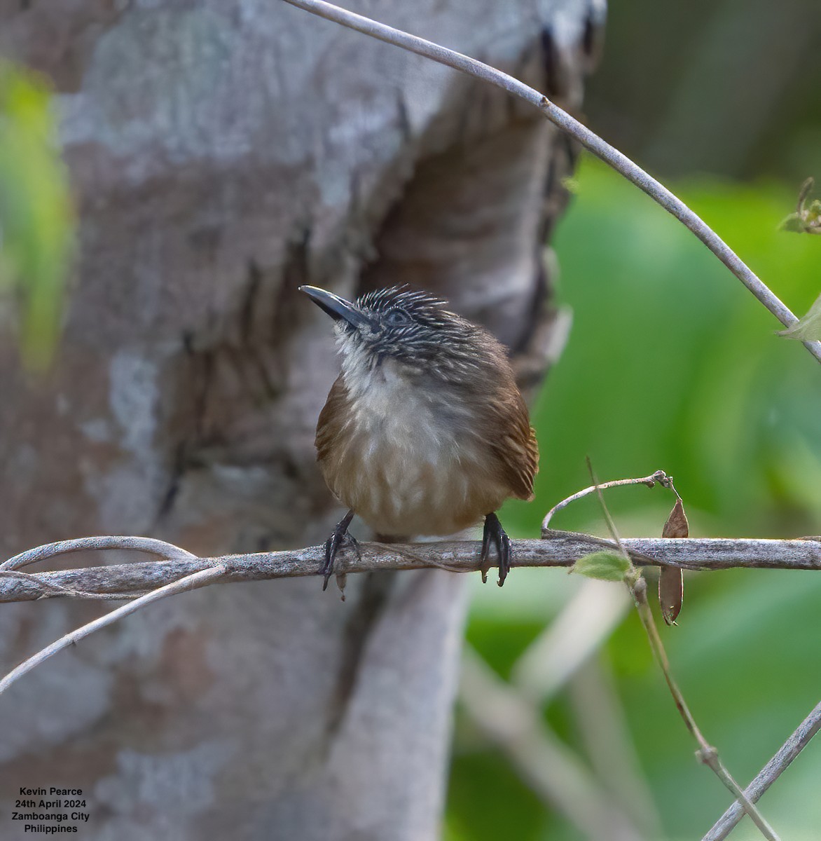 Brown Tit-Babbler - ML617869267