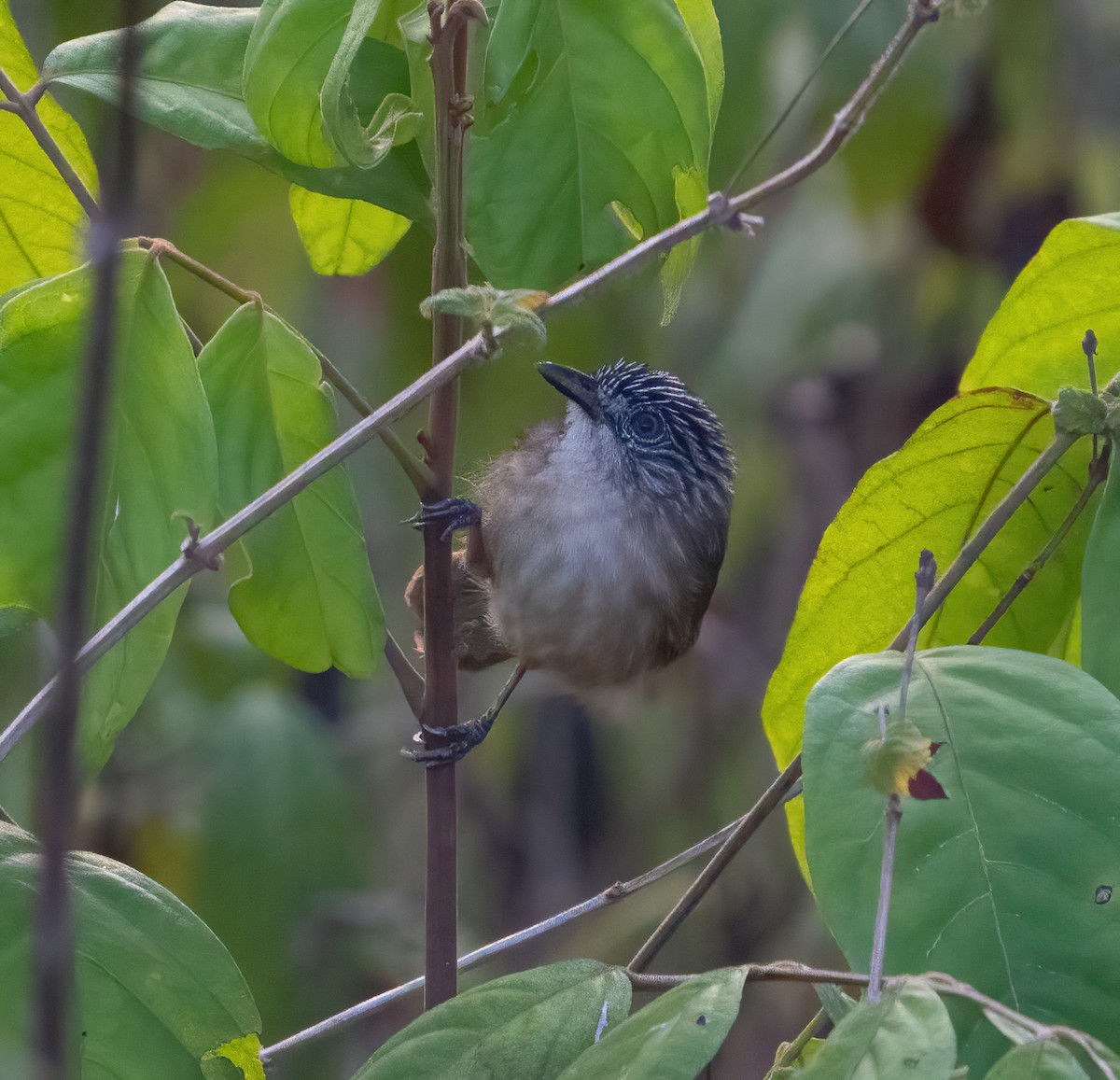 Brown Tit-Babbler - ML617869269