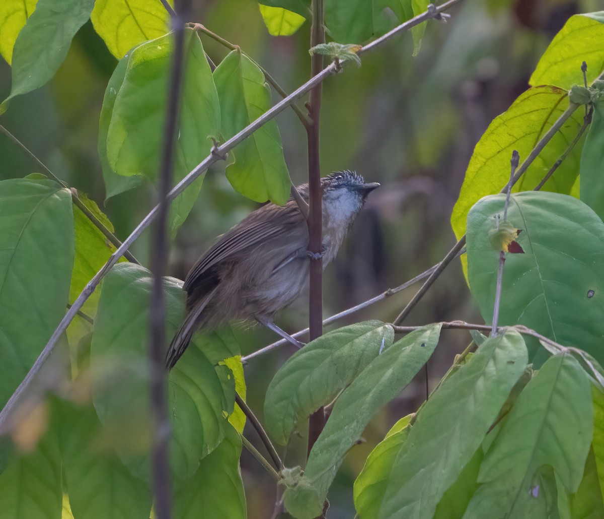 Brown Tit-Babbler - ML617869270