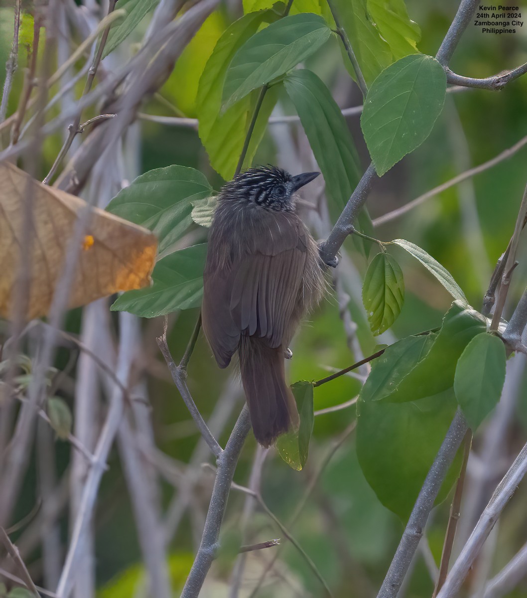 Brown Tit-Babbler - ML617869276