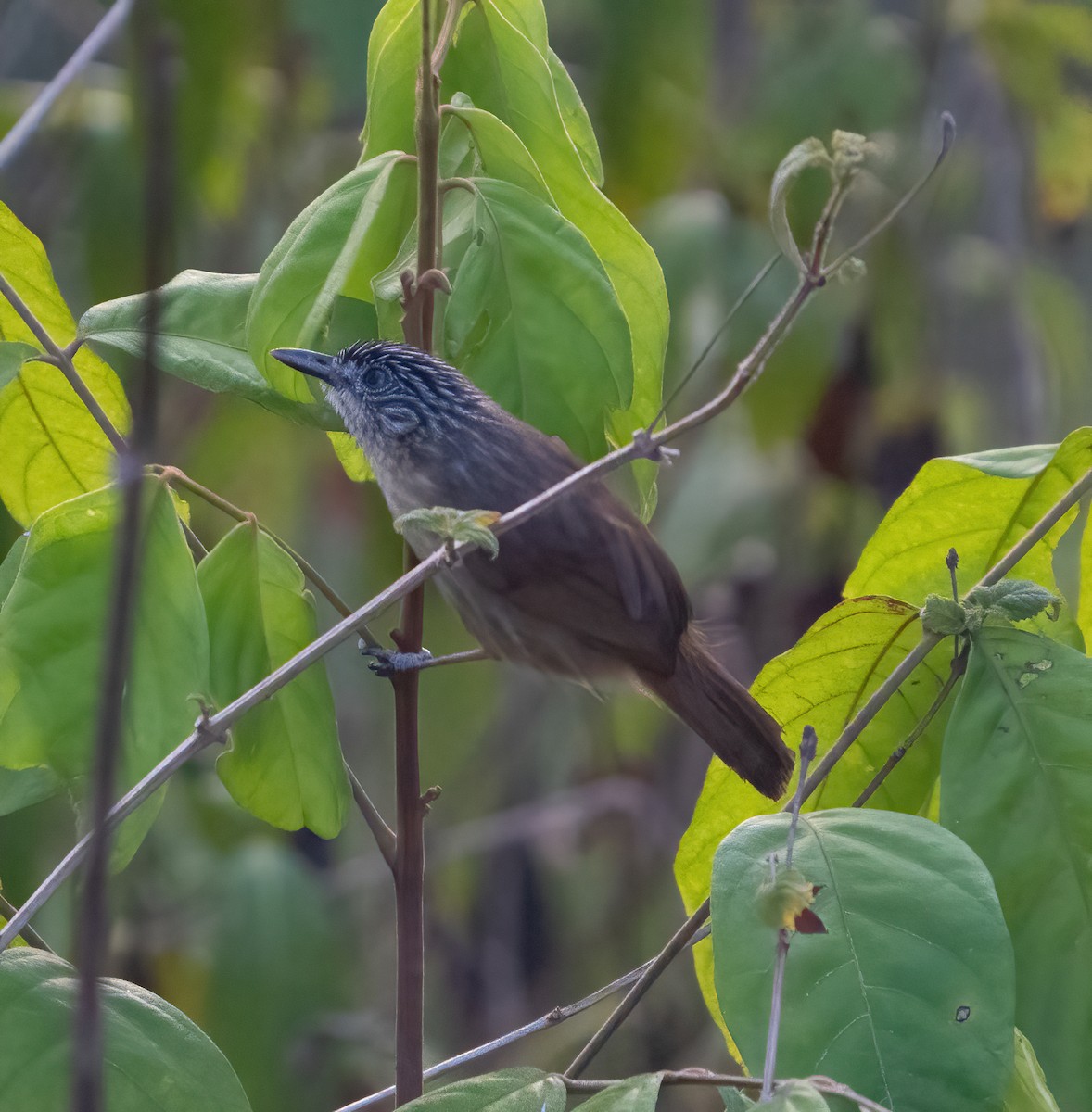 Brown Tit-Babbler - ML617869277