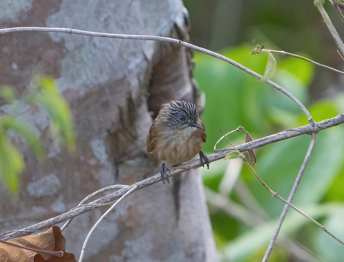 Brown Tit-Babbler - ML617869279