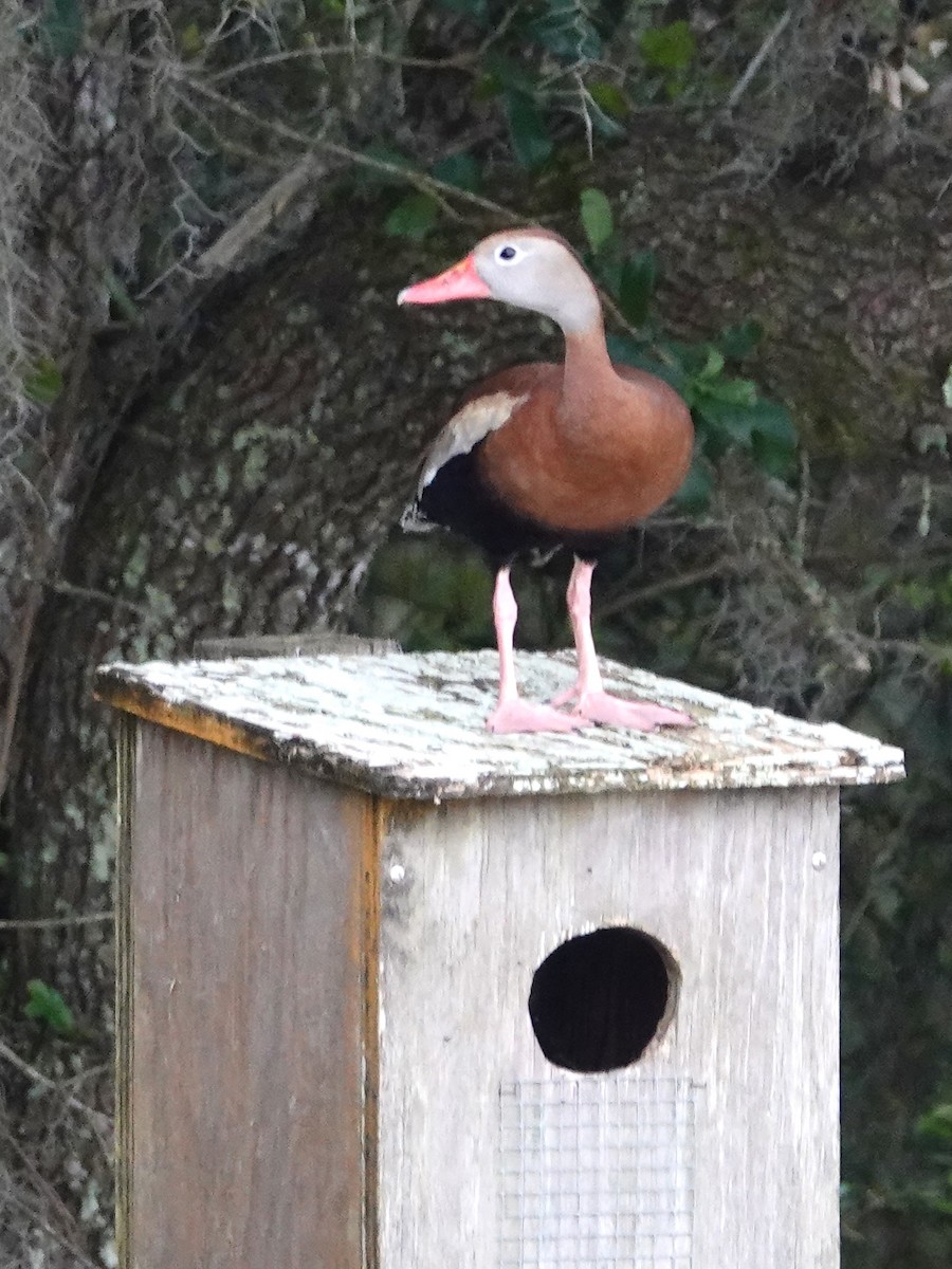 Black-bellied Whistling-Duck - ML617869331