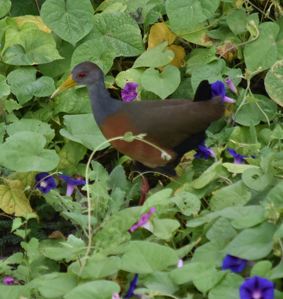 Gray-cowled Wood-Rail - ML617869378