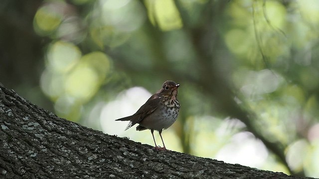 Swainson's Thrush - ML617869387