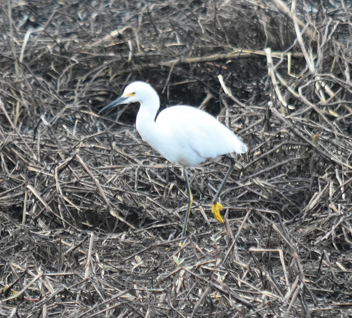 Snowy Egret - ML617869405