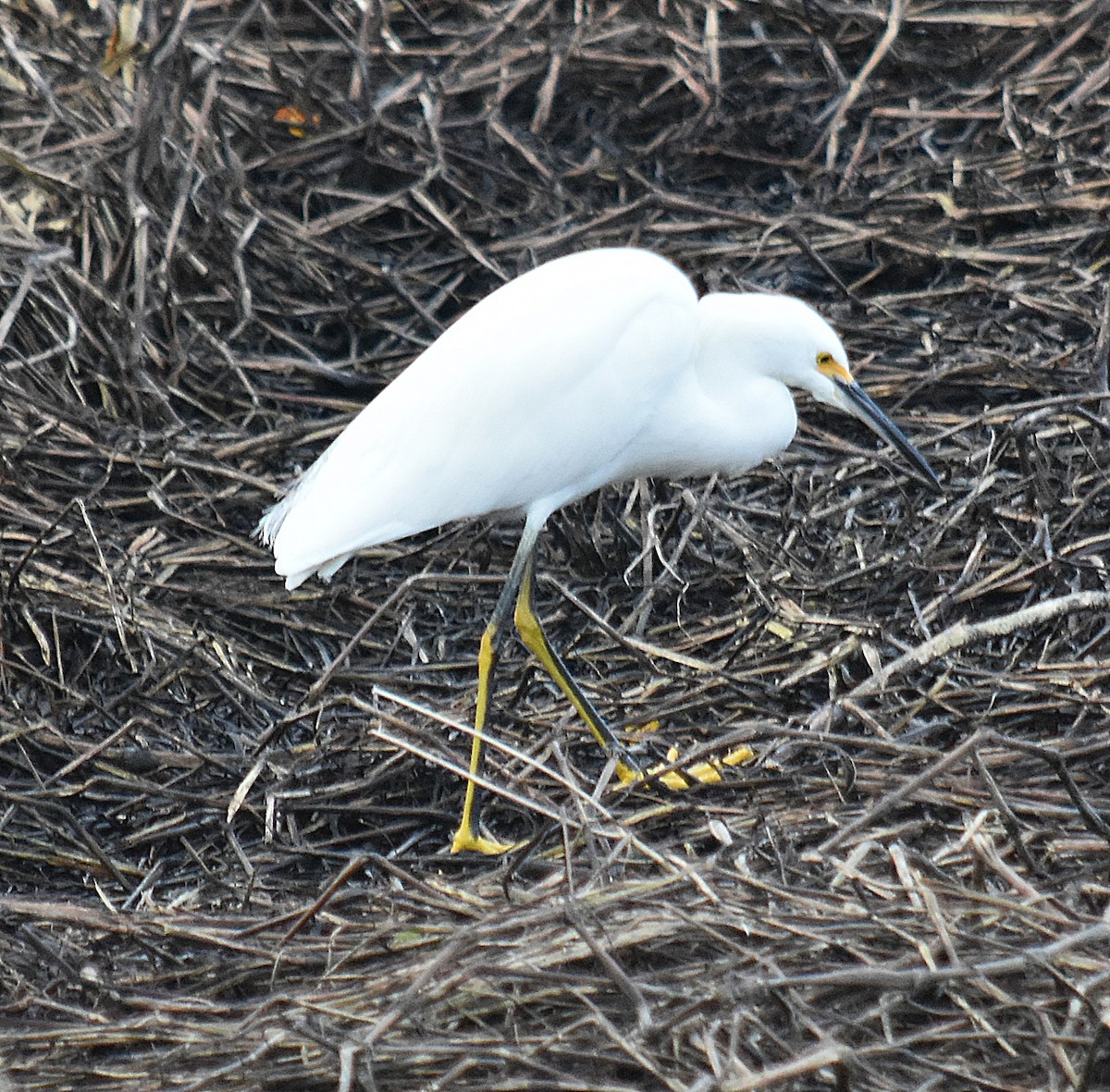 Snowy Egret - ML617869406