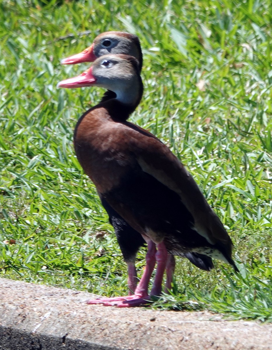 Black-bellied Whistling-Duck - ML617869419