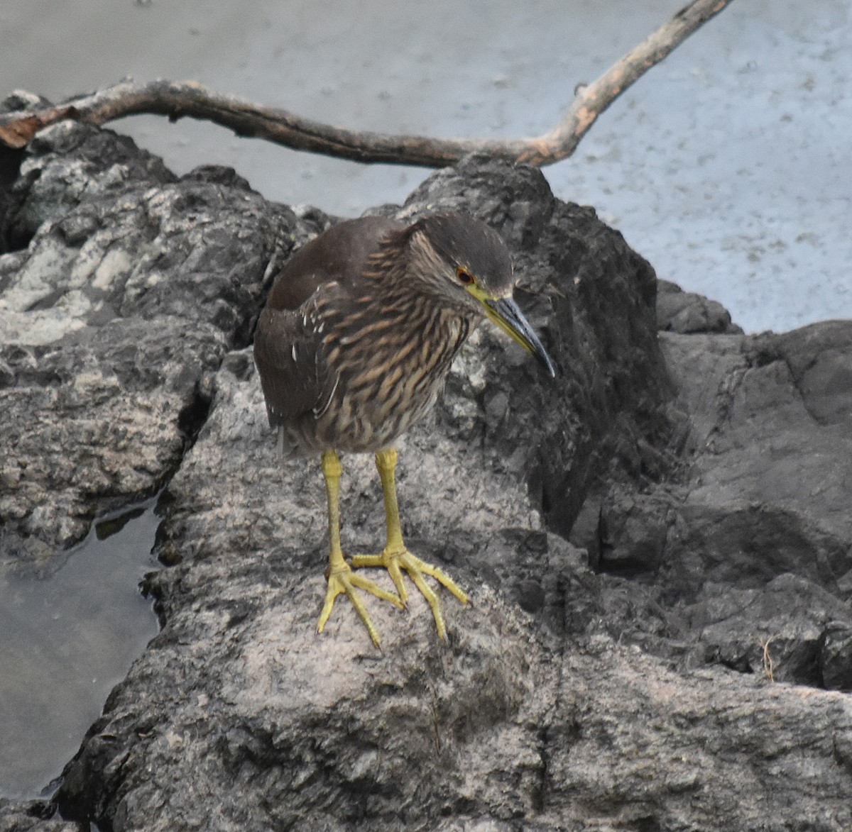 Black-crowned Night Heron - andres ebel