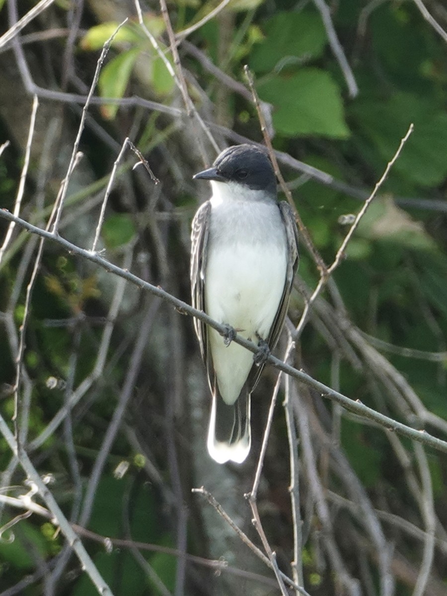 Eastern Kingbird - ML617869433