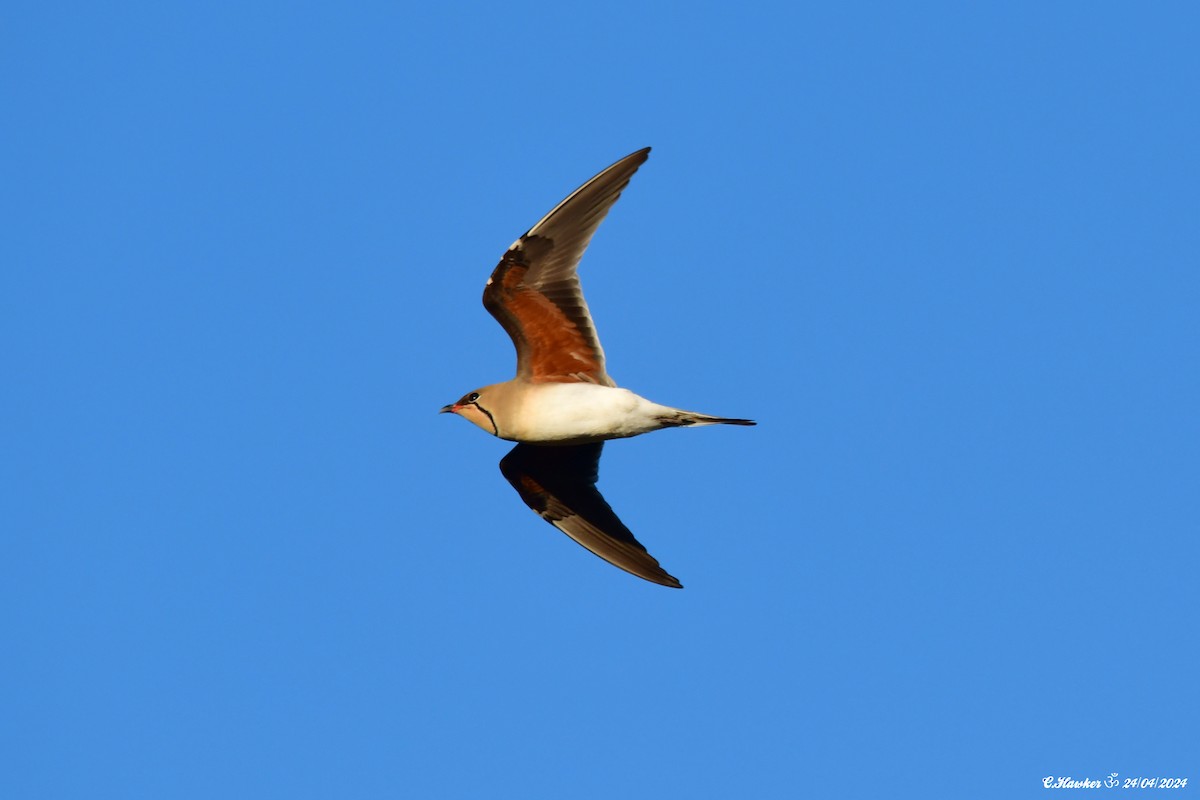 Collared Pratincole - ML617869449