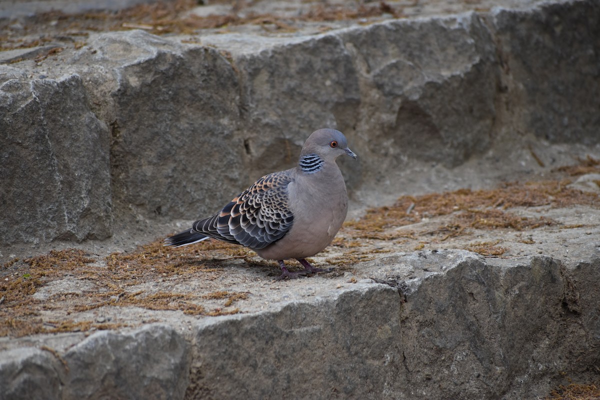 Oriental Turtle-Dove - Hitomi Ward