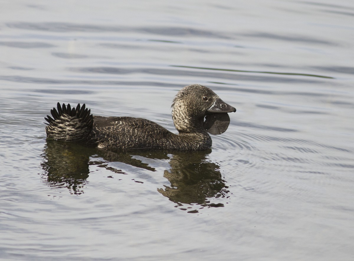 Musk Duck - ML617869473