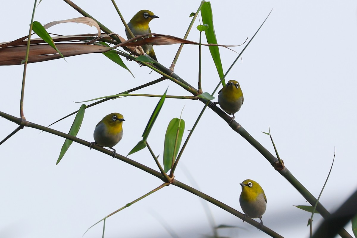 Indian White-eye - ML617869480