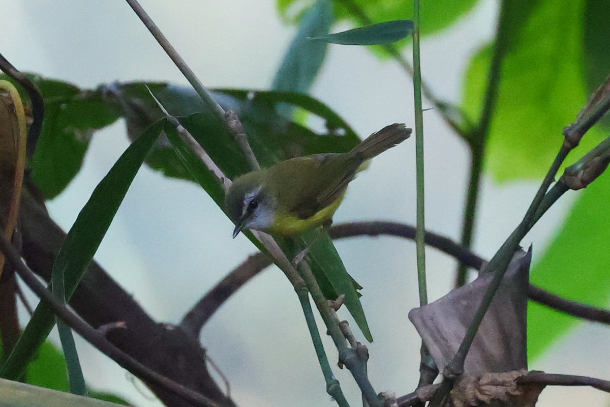 Yellow-bellied Warbler - ML617869483