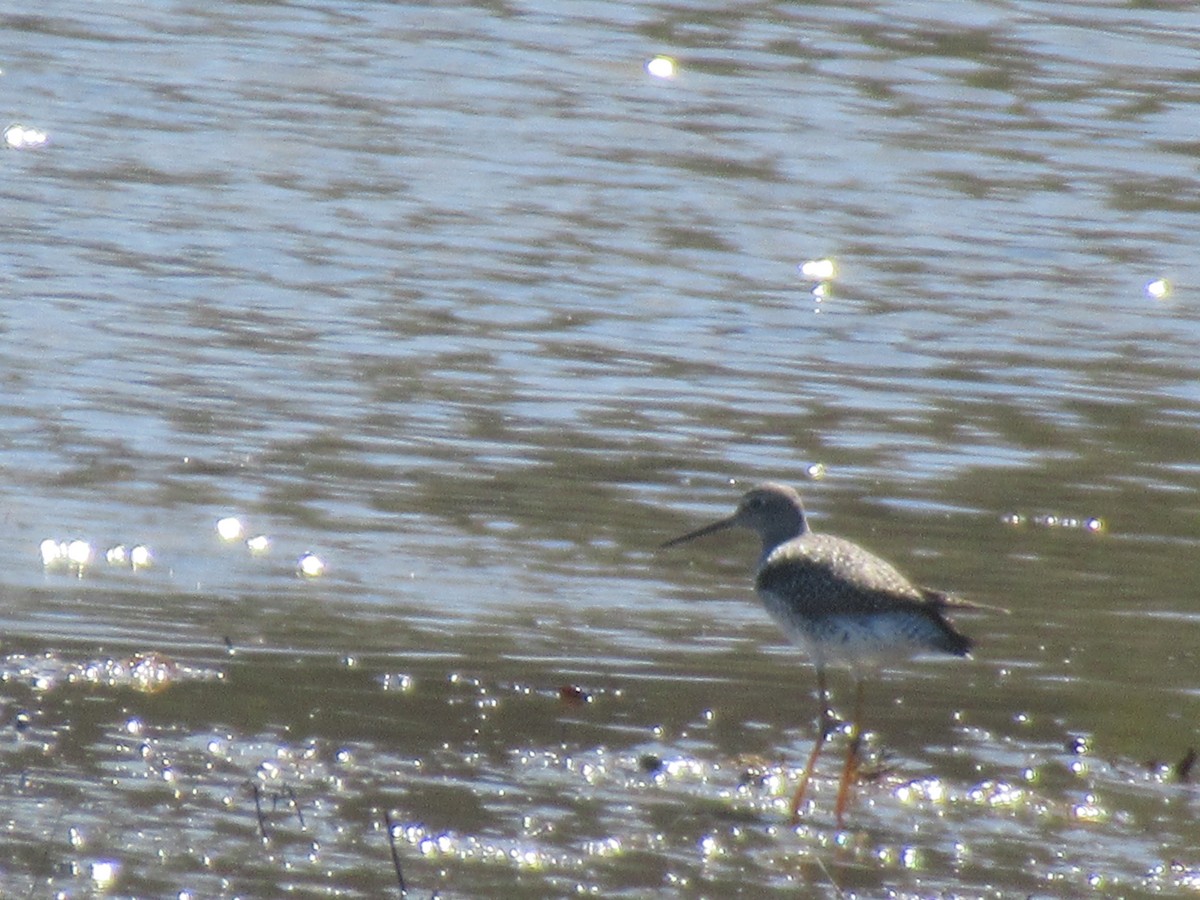 Greater Yellowlegs - Barry Capella