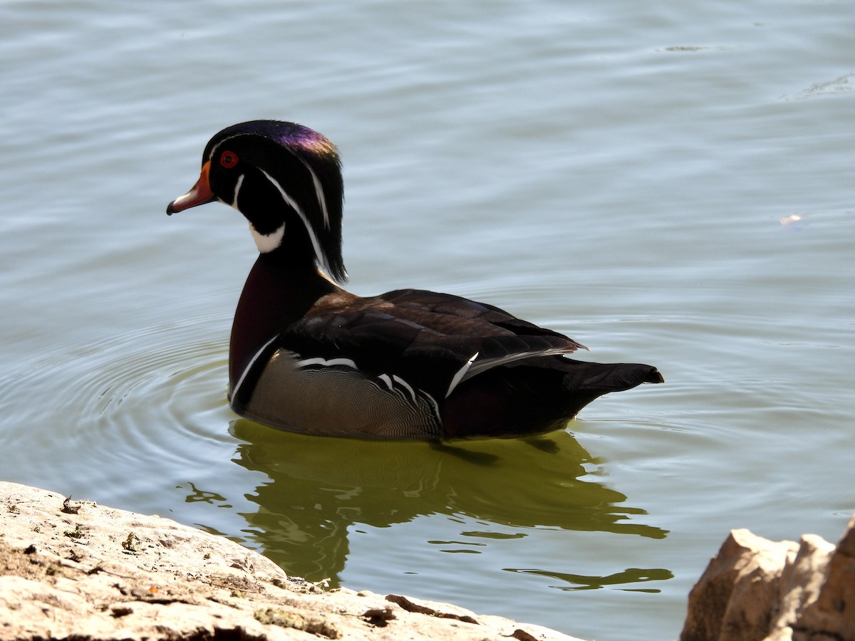 Wood Duck - ML617869523