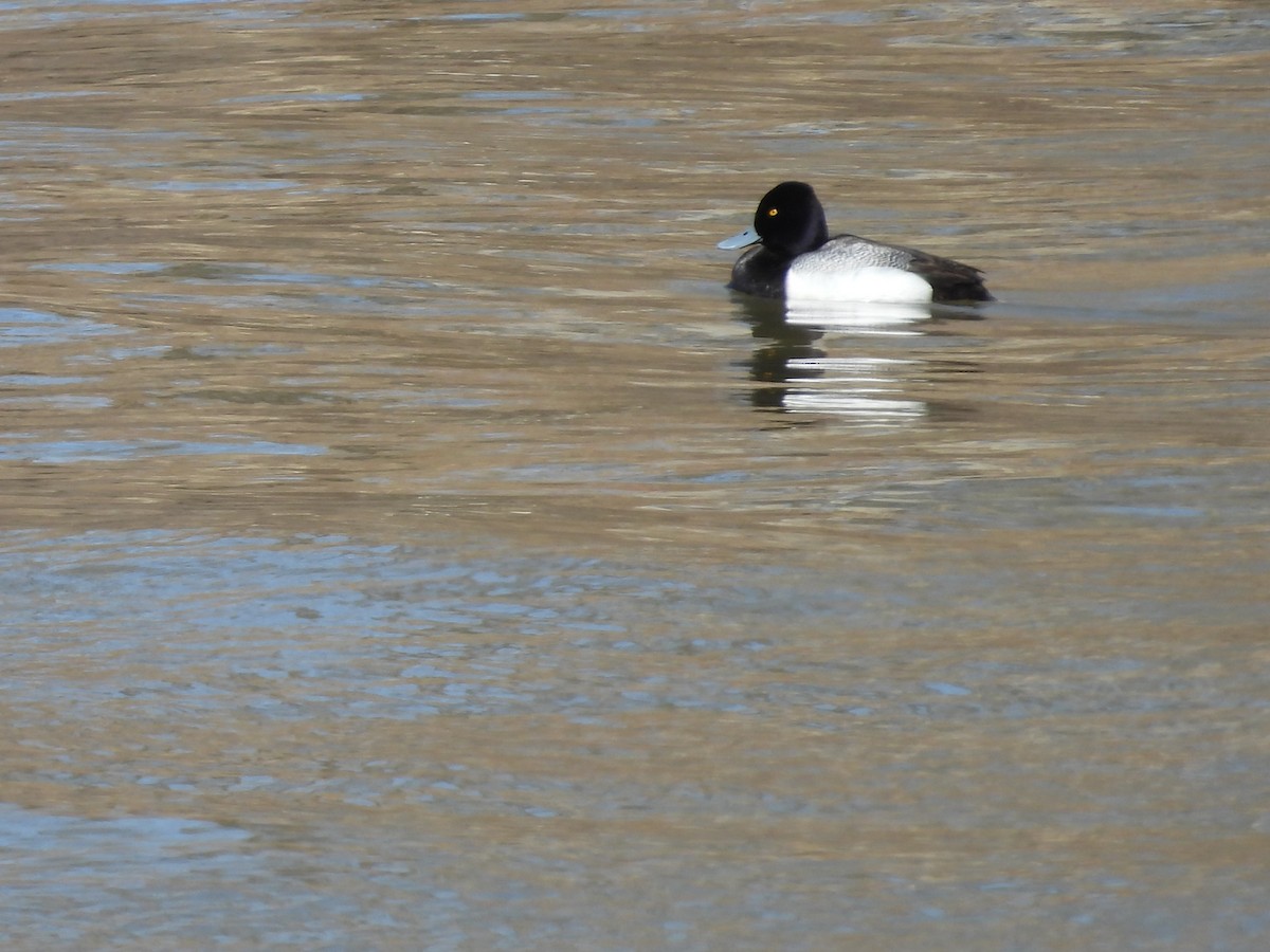 Lesser Scaup - Moira Swinton