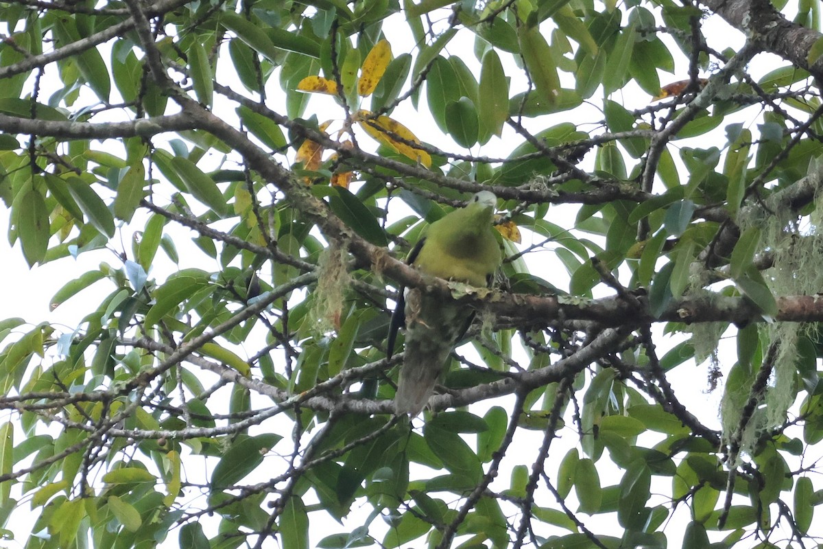 Flores Green-Pigeon - ML617869584