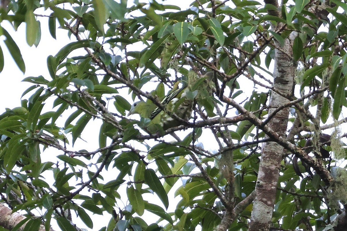 Flores Green-Pigeon - ML617869594