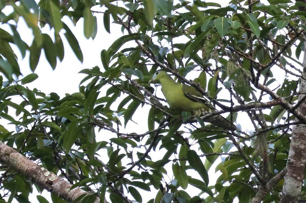 Flores Green-Pigeon - ML617869595