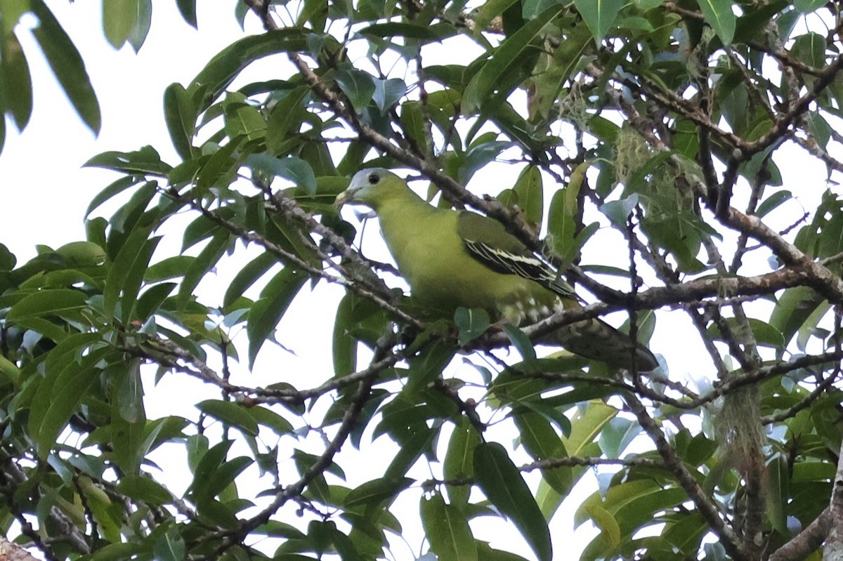 Flores Green-Pigeon - ML617869596