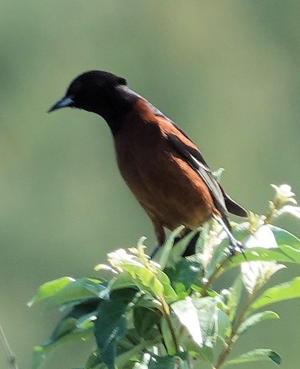 Orchard Oriole - ML617869603
