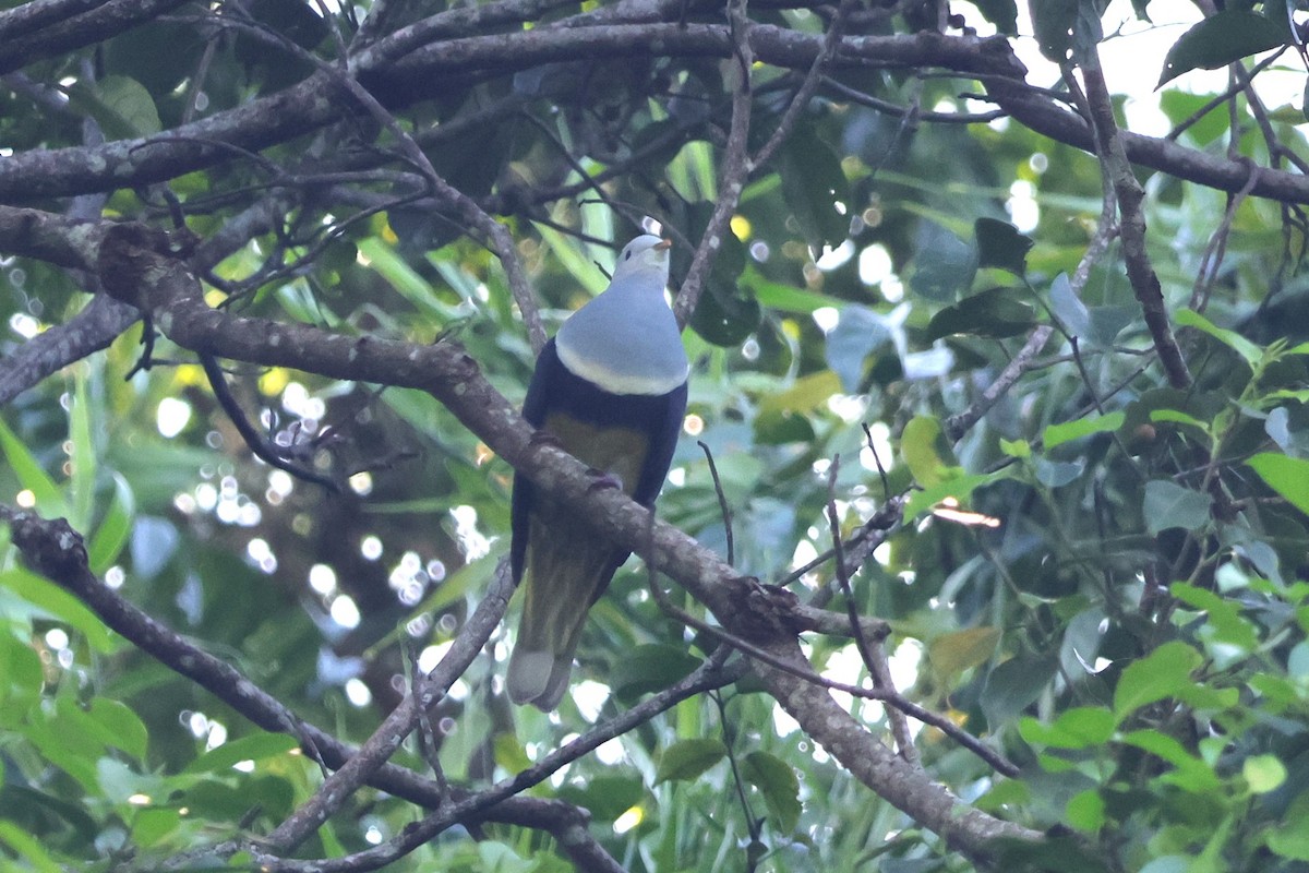 Black-backed Fruit-Dove - 瑞珍 楊