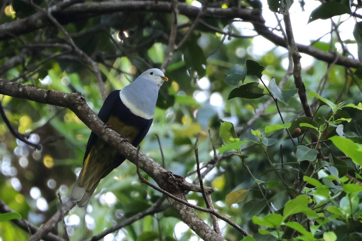 Black-backed Fruit-Dove - ML617869615