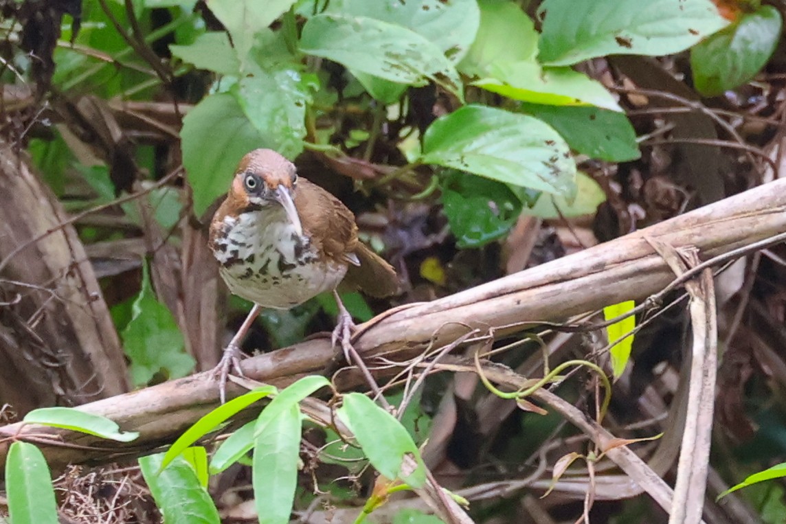 Spot-breasted Scimitar-Babbler - Rahul Pereira