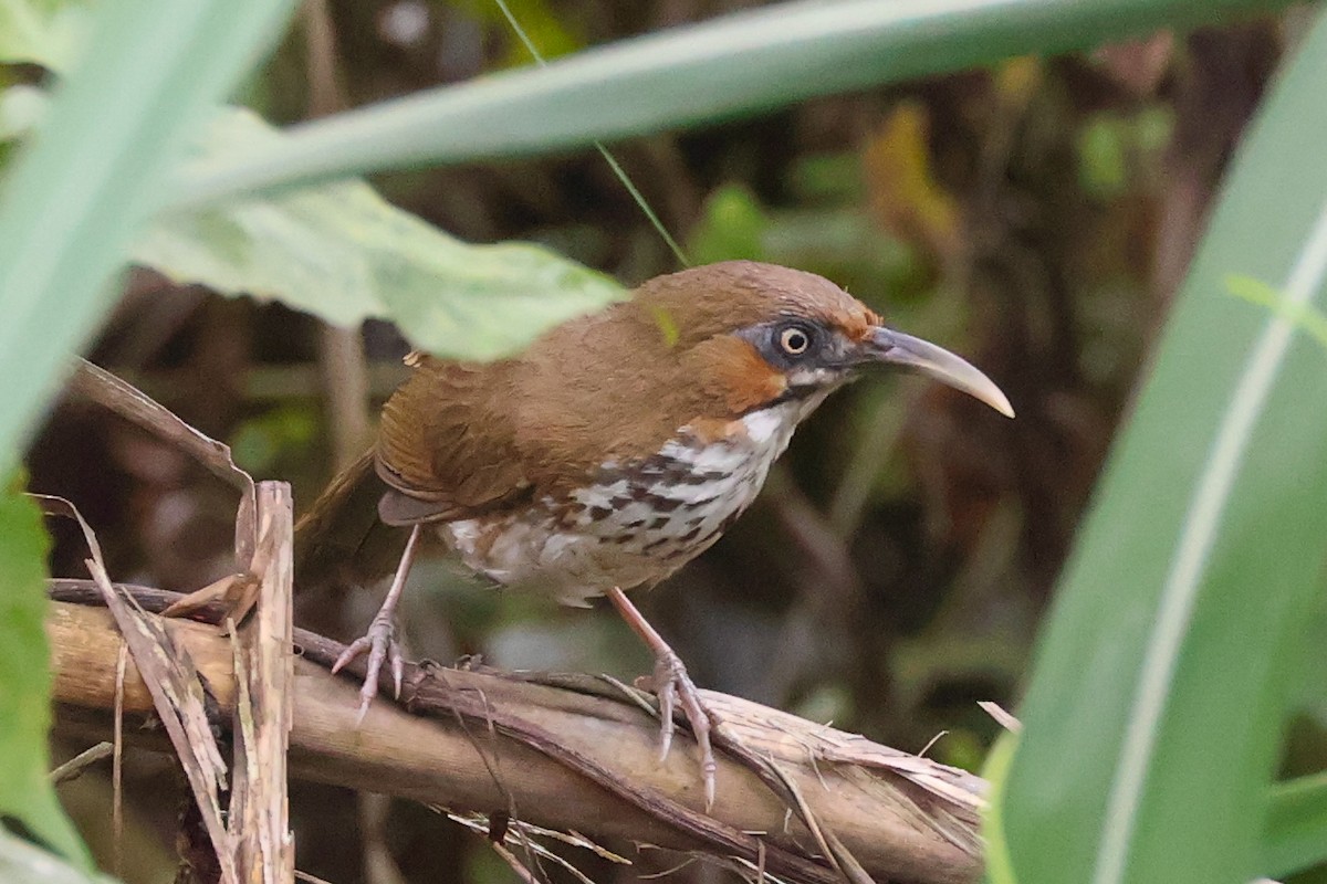 Spot-breasted Scimitar-Babbler - Rahul Pereira